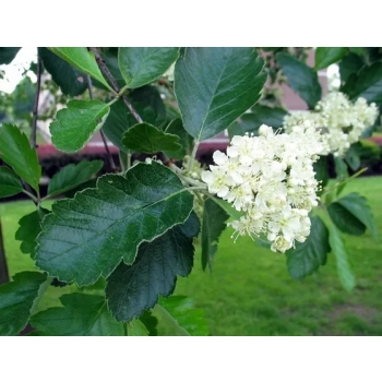JARZĄB SZWEDZKI szczepiony oryginał - sadzonki 80 / 100 cm